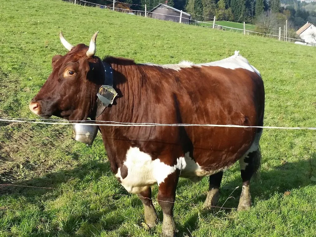 Ferienhof Reichart Scheidegg Germany